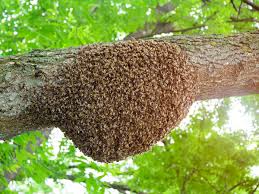 Look for hive removal or cutout in the search results for beekeepers who will. Bee Keeper Reveals What You Should Do If You See A Swarm Of Bees Leicestershire Live