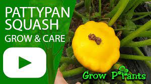 In my garden, i may grow three or four varieties, though i grow no more than six summer squash plants, total. Pattypan Squash Grow Care Eat Scallop Squash Youtube
