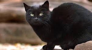 Amasya Da Kedi Karantinasi Saglik Haberleri Ntv