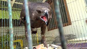 Cara membuat kandang burung love bird model dua macam guna bisa buat seketan jadi dua kotak dan juga bisa buat kandang umbaran kalo di ambil seket. Kandang Burung Elang Tentang Kolam Kandang Ternak