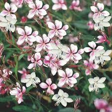 Maybe you would like to learn more about one of these? Wand Flower Gaura Indian Feather Gaura Lindheimeri My Garden Life
