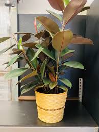 Image result for ficus elastica flower
