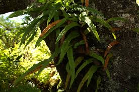 Image result for Lepisorus