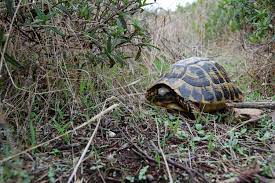 In Freier Natur Uberleben Schildkroten Auch Ohne Fruhbeet Und Beleuchtung Landschildkroeten De