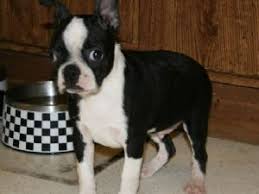 Their robust and muscular build made them excel in pit fighting and contests. Boston Terrier Puppies For Sale