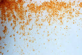 Wer seine vorräte kühl und trocken lagert, schnell verbraucht und für hygiene in der küche sorgt, schafft ungünstige bedingungen für schimmelpilze. Arten Von Schimmelpilz Im Wohnraum