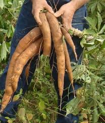 Fiesta de la Mandioca: premiarán a la más larga - TnGoya.com - Goya -  Corrientes