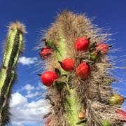 Image result for Lophocereus marginatus