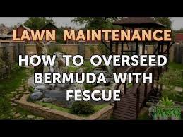 135 posts page 6 of 7. How To Overseed Bermuda With Fescue Youtube