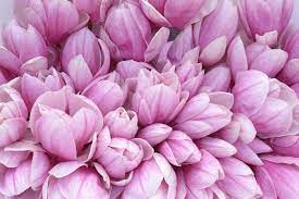Magnolia Meaning Jpg 700 467 Flower Meanings Magnolia Flower Protea Flower