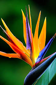 Orange Bird Of Paradise In Pot Featuredplant Strelitzia Reginae Or Bird Of Paradise Is An Easy Plant To Grow In The Garde Birds Of Paradise Flower Birds Of Paradise Paradise Painting