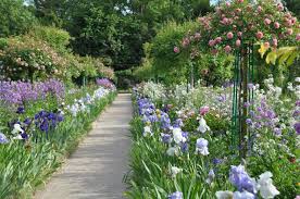 Virtually maintenance free with no deadheading required, this rose maintains a beautiful round and bushy. Tips On Weeping Standard Roses Best Varieties How To Care For Them
