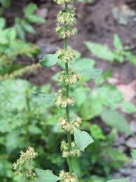 Image result for Rumex nepalensis
