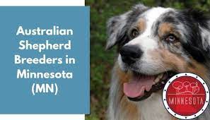 Zenderland australian shepherds just what the doctor ordered litter current litter born 30/03/2021. 2 Australian Shepherd Breeders In Minnesota Mn Australian Shepherd Puppies For Sale Animalfate