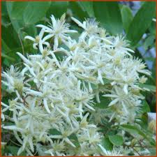 Image result for Clematis commutata