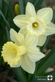 Maybe you would like to learn more about one of these? Pin Di Marlene Spanguemberg Su Fiori Fiori Da Bulbo Foto Di Fiori Bulbose