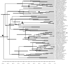 Image result for Cephalocroton mollis
