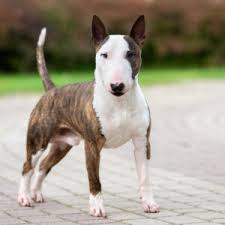 We did not find results for: Bull Terrier Puppies Animal Kingdom Puppies N Love