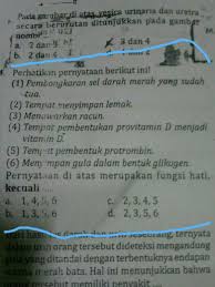Beberapa fungsi hati termasuk menghancurkan. Pertanyaan Diatas Merupakan Fungsi Hati Kecuali Brainly Co Id