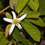 Image result for Grewia stolzii