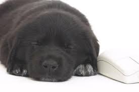 Breathing may slow down to 20 breaths per minute while newborns sleep. Rapid Breathing In Puppies