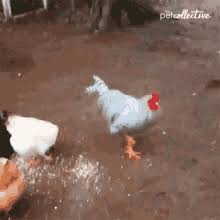 Mcdonald's introduced us to the real deal sometime during the nineteen seventies and they were delicious! Eat Chicken Gifs Tenor