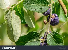 Image result for Phyllanthus reticulatus