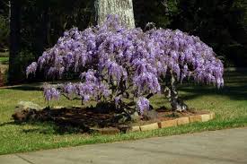 Glicina Planta Que Podemos Cultivar Siguendo Estos Consejos Garten Pflanzen Pflanzen Glyzinie