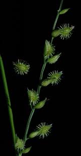 Image result for Pseudechinolaena polystachya