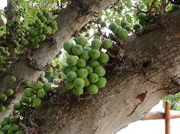 Image result for Ficus pseudomangifera