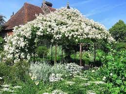 Sissinghurst White Gardens Castle Garden Cottage Garden
