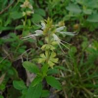 Image result for Ocimum filamentosum