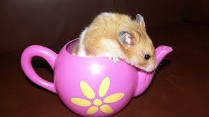 Maybe you would like to learn more about one of these? Hamster Facts For Kids Cool Kid Facts