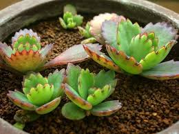 Hingga membuat negara tetangga menjadi iri, dan tanaman cocor bebek bunga ungu yang memiliki nama ilmiah kalanchoe blossfeldiana purple ini merupakan salah satu varian yang menjadi alasan mengapa indonesia disebut sebagai megabiodiversitas. Cocor Bebek Tanaman Cara Menanam Manfaat Cara Memperbanyak