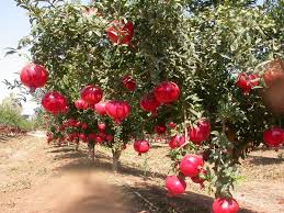 I have a shed, but not a garage to move it inside during the winter. Pomegranate Farming Project Report Cost Profit Analysis Agri Farming