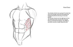 Don't think like an anatomy book. Character Anatomy Torso