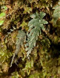 Image result for Abrodictyum