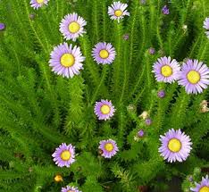 Image result for Felicia filifolia