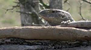 Able to monitor risk exposure across environment organized by logical asset groups. What Is The Difference Between A Monitor Lizard And A Komodo Dragon Cgtn