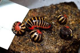 Black And Yellow Striped Millipede Pin By William Bump On Chilopoda And Diplopoda In 2020 Millipede Lovely Creatures Pill Bug