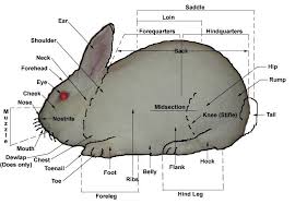 Labeled Parts Of The Rabbit Rabbit Meat Rabbits Raising