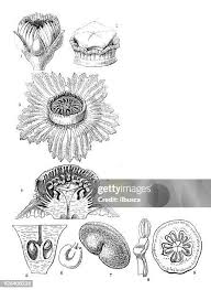 Image result for Napoleonaea angolensis