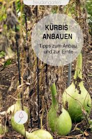 Kurbis Saen Anbauen Pflegen Ernten Nutzgarten Anlegen Pflanzen Pflegeleichte Pflanzen