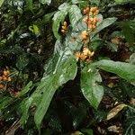 Image result for Campylospermum vogelii