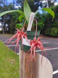 Image result for Bulbophyllum intertextum