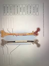Start learning with our skeleton diagrams, bone labeling exercises and skeletal system quizzes! Solved Correctly Label The Following Anatomical Parts Of Chegg Com