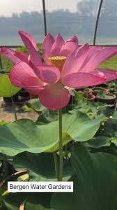 Giant Lotus Video Lotus Flower Pictures Lotus Flower Art Asian Flowers