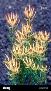 Image result for Proteaceae