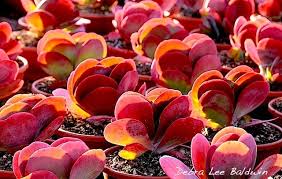 Cactus flower plants seem to be a treasure, springing forth from their thorny, humble parents. Should You Let Your Flapjack Plants Bloom Debra Lee Baldwin