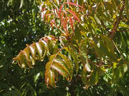 Then, the chinese pistache (pistacia chinensis) is an excellent choice, and these trees are suitable for planting throughout south carolina. Chinese Pistache Friends Of The Urban Forest